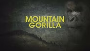 Mountain Gorilla Promo