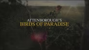 Attenborough's Birds of Paradise Promo