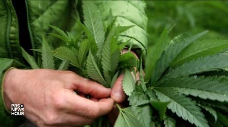 Video thumbnail: PBS NewsHour Can craft cannabis compete with Big Marijuana?