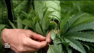 Can craft cannabis compete with Big Marijuana?