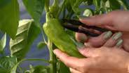 Keep your garden productive and healthy throughout summer
