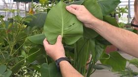 Video thumbnail: Backyard Farmer Backyard Farmer: Moving Plants Indoors for Winter