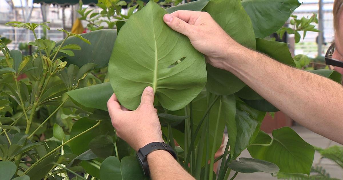 Backyard Farmer Backyard Farmer Moving Plants Indoors for Winter PBS