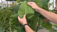 Backyard Farmer: Moving Plants Indoors for Winter