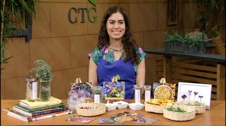 Video thumbnail: Central Texas Gardener Succulent Plants + Edible Flowers