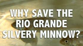 Video thumbnail: Webisodes Why Save the Rio Grande Silvery Minnow?