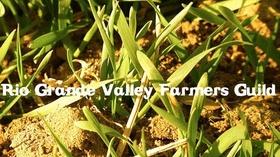Video thumbnail: Webisodes Rio Grande Valley Farmers Guild