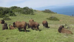 Catalina Island Bison Study