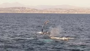 Whales Take The Stage In Dana Point
