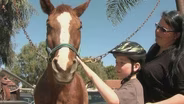 Therapy Horses