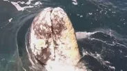 Whale Watching Record