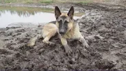 German Shepherd Rescue OC