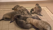 Sea Lion Rescue Group Overrun With Pups