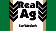 Beef Life Cycle
