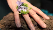 Francoise Weeks' Bontanical Ring