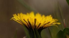 Video thumbnail: Arts and Life Rebecca Lerner Returns as the 'Dandelion Hunter'