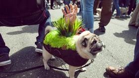 Video thumbnail: Arts and Life 2013 Pug Crawl: Night of the Living Pugs