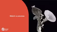 Previewing Season 17, Episode 12