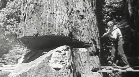 Video thumbnail: Oregon Experience Logging the Redwoods, 1940