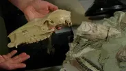 Joshua Samuels Describes a Three-toed Fossil Horse Skeleton