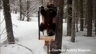 Wolverine Takes The Bait