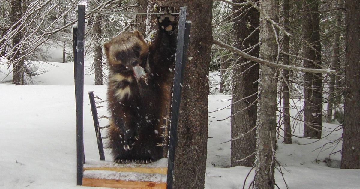 Oregon Field Guide | Wolverines Found in Oregon | Season 25 | Episode