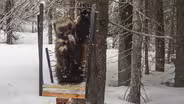 Wolverines Found in Oregon