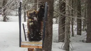 Wolverines Found in Oregon