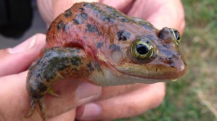 Video thumbnail: Oregon Field Guide Disappearing Frogs: Update