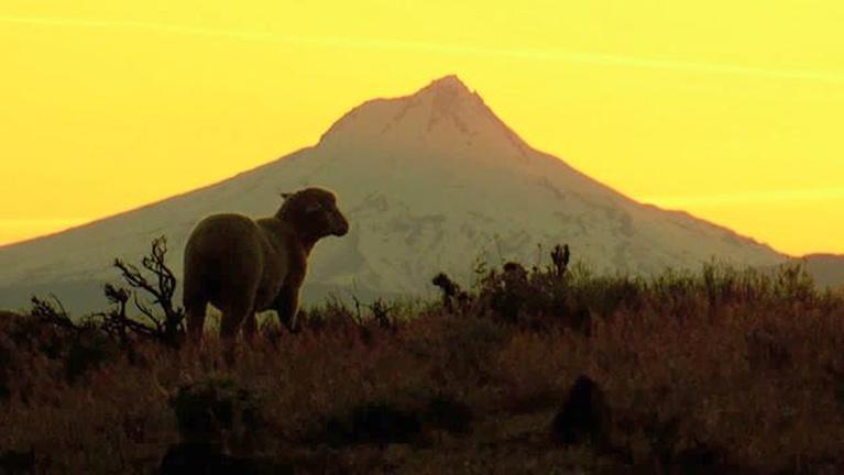 Wolverines Found in Oregon | Season 25 Episode 2503 | Oregon Field