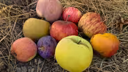 Apple Detectives