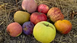 Apple Detectives