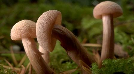 Video thumbnail: Oregon Field Guide Disappearing Lake; Ice Crawlers; Mushrooms