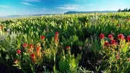 Grande Ronde Wildflowers; First Salmon Ceremony; Snow School
