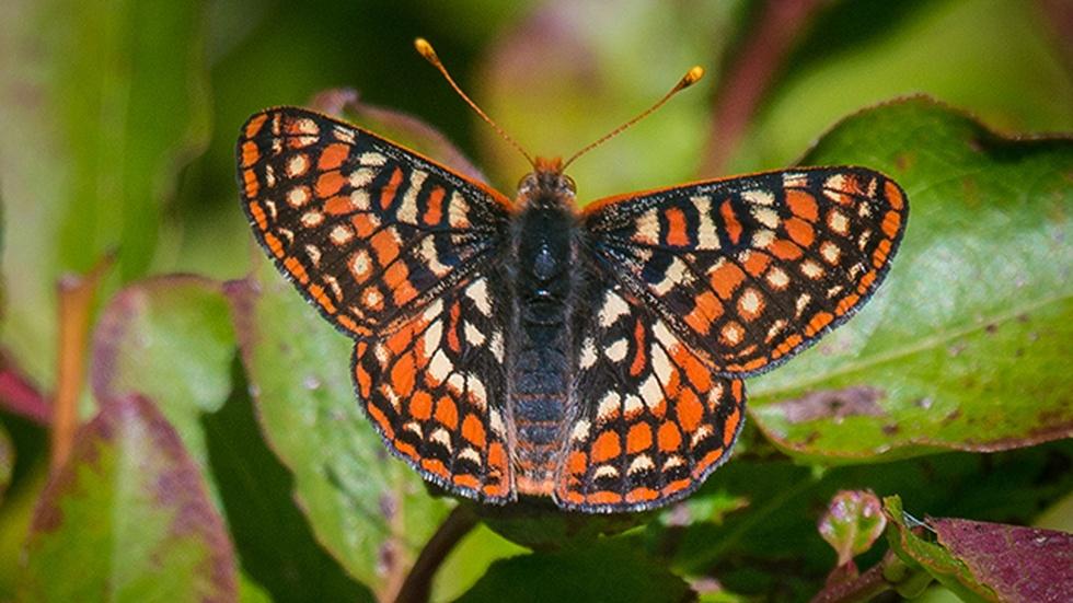 Butterfly Watching image