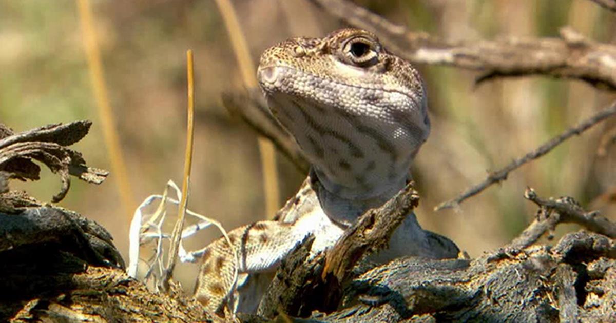 Oregon Field Guide Lizard Field School Season 25 Episode 2510 Opb 6524