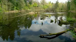 Crystal Springs Restoration