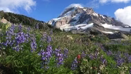 Wilderness Healing