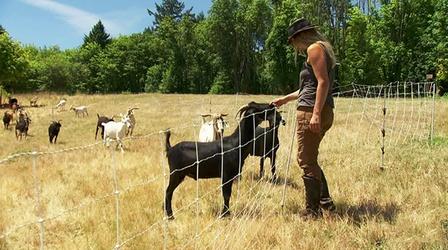 Video thumbnail: Oregon Field Guide Working Goats