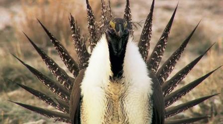 Video thumbnail: Oregon Field Guide Sage Grouse; Tim Palmer: On Oregon's Rivers; Working Goats