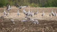 Sandhill Cranes