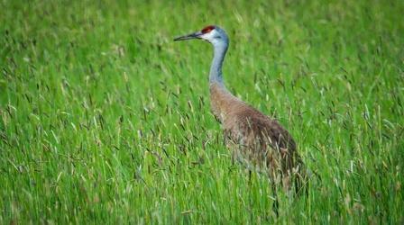 Video thumbnail: Oregon Field Guide Sandhill Cranes; Glide Wildflower Show; Zombie Survival Camp