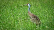 Sandhill Cranes; Glide Wildflower Show; Zombie Survival Camp