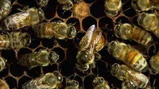 Queen Bees