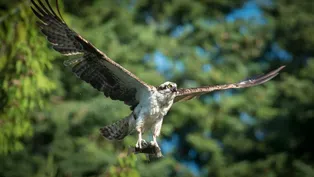 Osprey Rebound