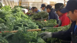 Christmas Greens