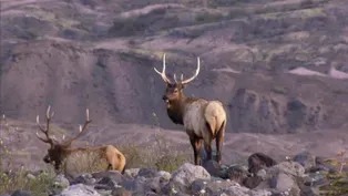 Elk at Mount St. Helens