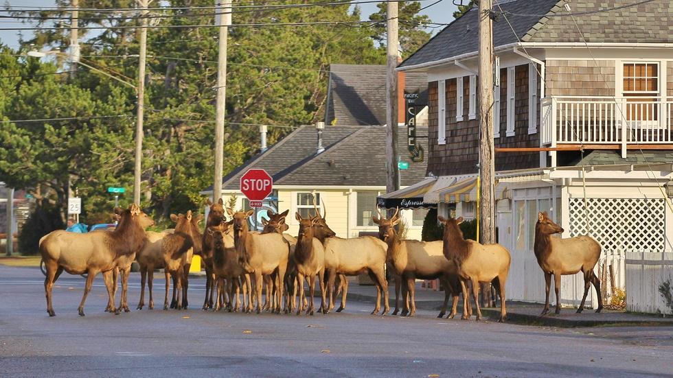 Gearhart Elk Herd image