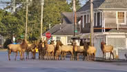 Gearhart Elk Herd