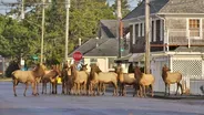 Gearhart Elk Herd